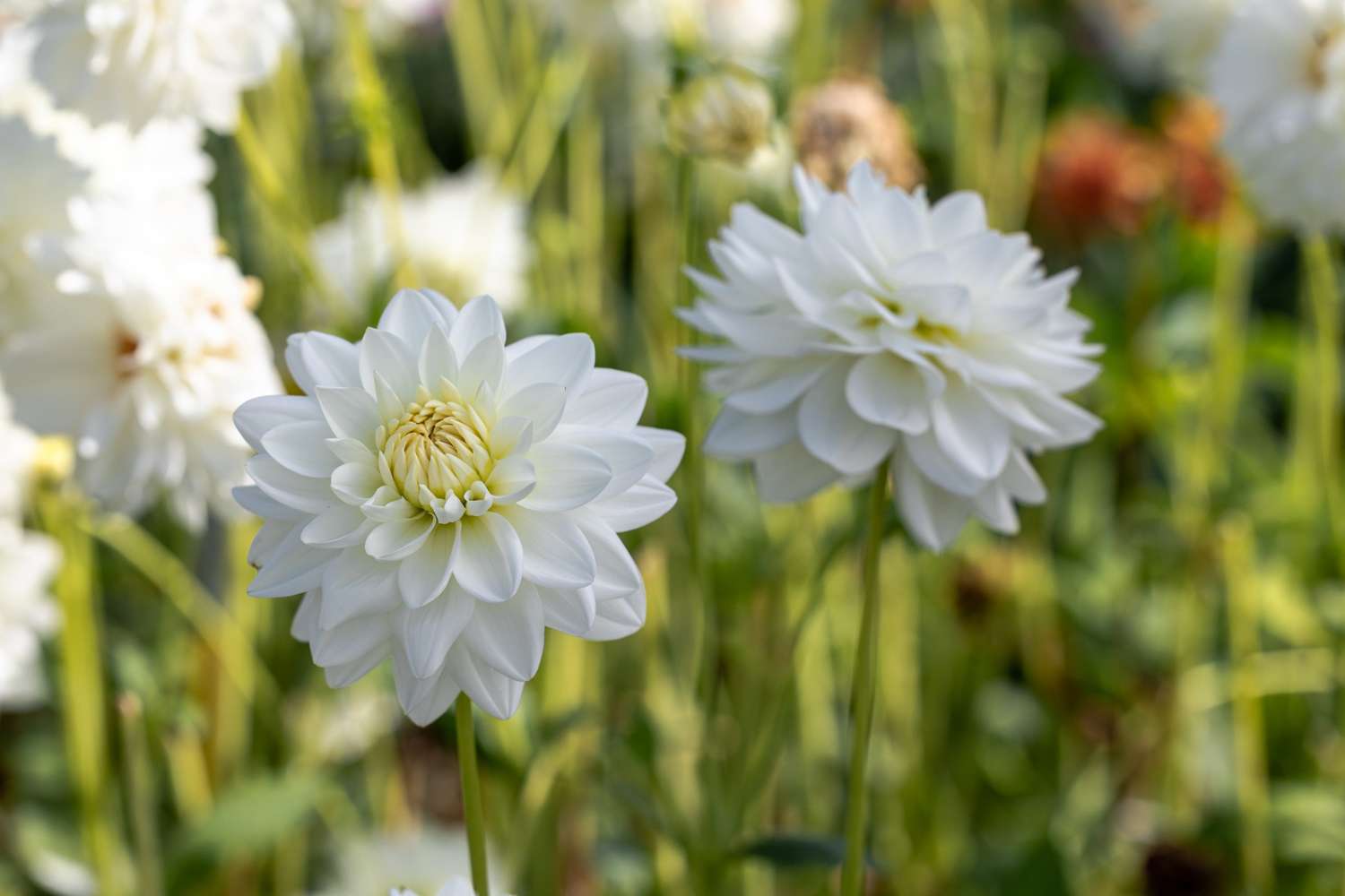 Dahlie 'Porcelain'